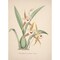 Posterazzi Collection dOrchide c.1900 Odontoglossum Cordatum Poster Print by Unknown